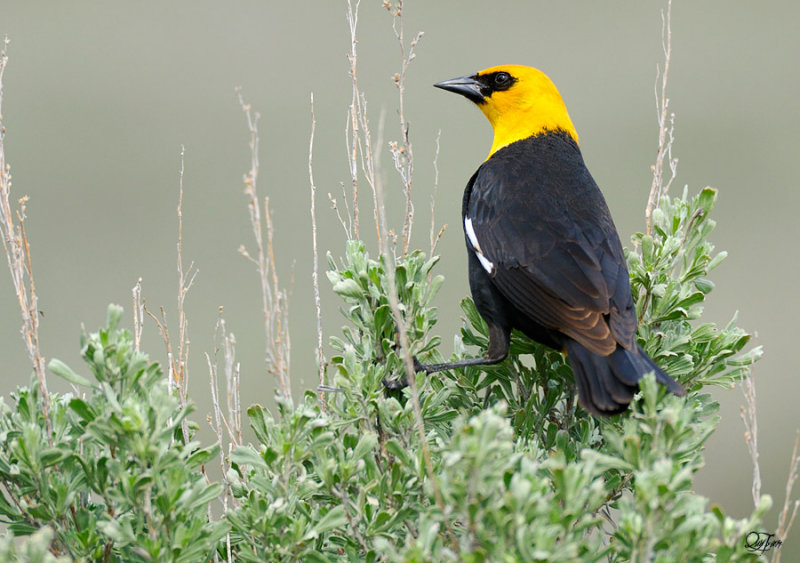 Yellow-headed Black Bird