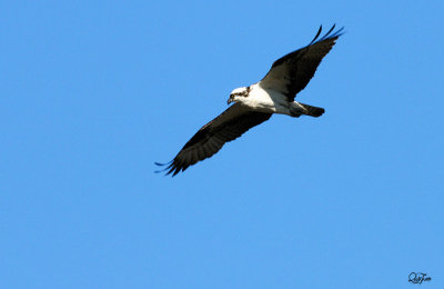 Osprey