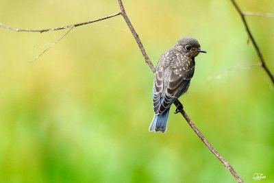 Junvenile Western Bluebird