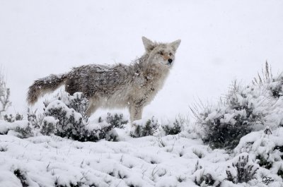 Coyote (snowing)