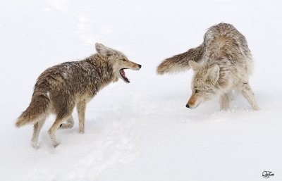 Coyotes in fighting