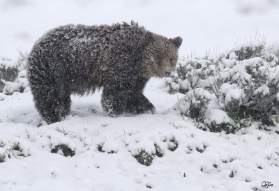 Grizzly (snowing)