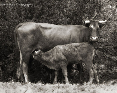 cow and calf