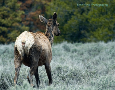 elk in retreat