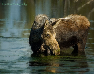moose eating pond scum