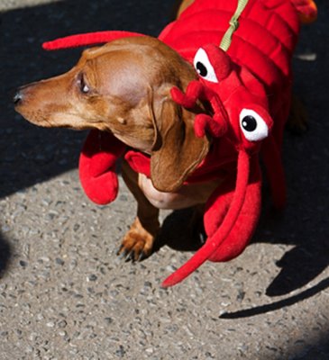 I FEEL A LITTLE CRABBY
