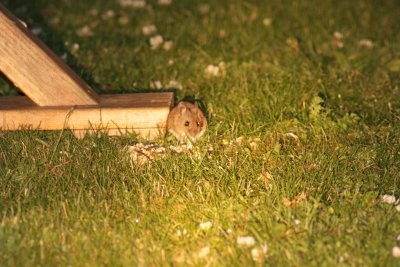 Wood mouse (Apodemus sylvaticus)