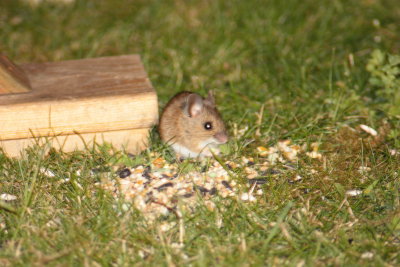 Wood mouse (Apodemus sylvaticus)