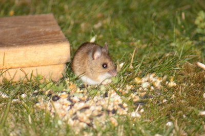 Wood mouse (Apodemus sylvaticus)