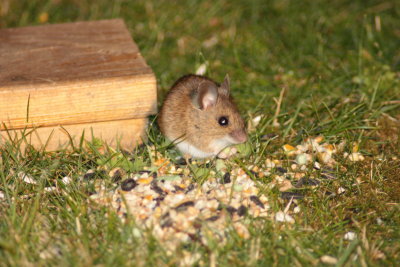 Wood mouse (Apodemus sylvaticus)