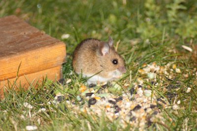 Wood mouse (Apodemus sylvaticus)