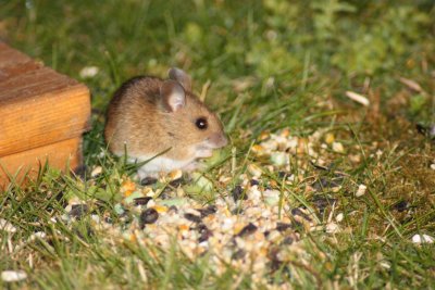 Wood mouse (Apodemus sylvaticus)