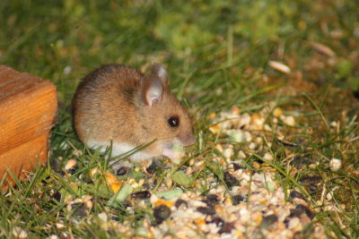 Wood mouse (Apodemus sylvaticus)