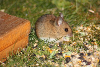 Wood mouse (Apodemus sylvaticus)