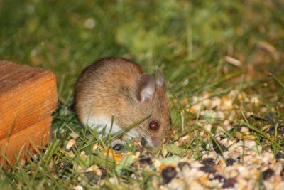 Wood mouse (Apodemus sylvaticus)