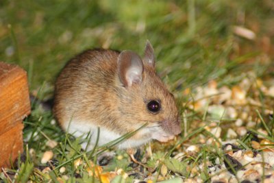 Wood mouse (Apodemus sylvaticus)