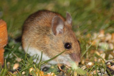 Wood mouse (Apodemus sylvaticus)