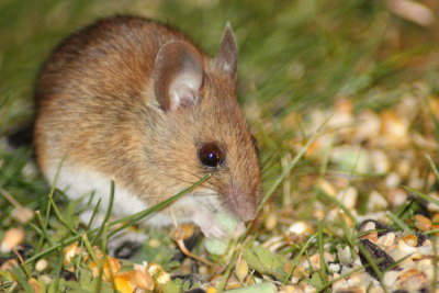 Wood mouse (Apodemus sylvaticus)