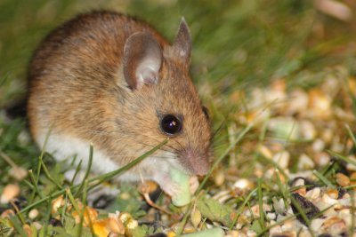 Wood mouse (Apodemus sylvaticus)