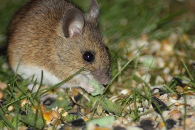 Wood mouse (Apodemus sylvaticus)