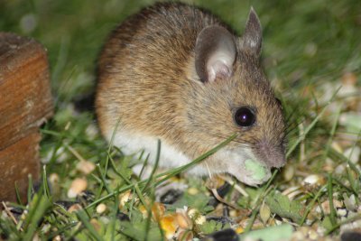Wood mouse (Apodemus sylvaticus)