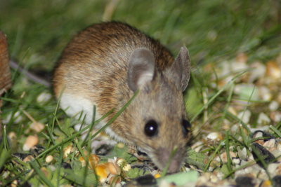 Wood mouse (Apodemus sylvaticus)