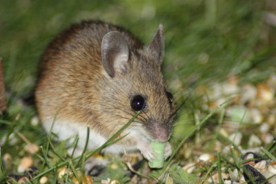 Wood mouse (Apodemus sylvaticus)