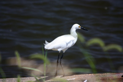 Cattle Egret