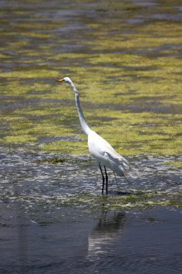 Great Egret