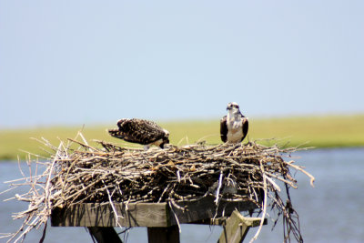Mom & Baby Osprey
