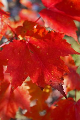 Vermont Fall Foliage 2008