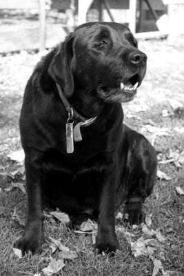 Max, Sugarbush Farms Black Lab