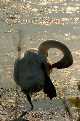 Mute Swan