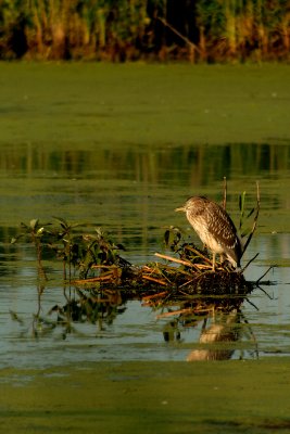 American Bittern