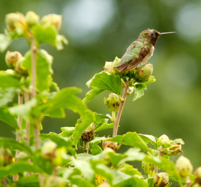 Hummingbird