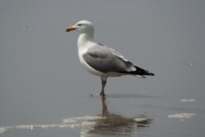 Seagull