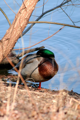 Mallard