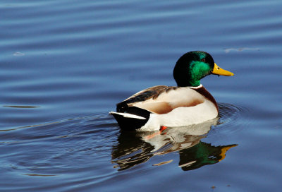 Mallard