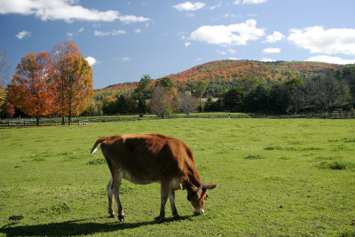 Billings Farm,Woodstock, VT