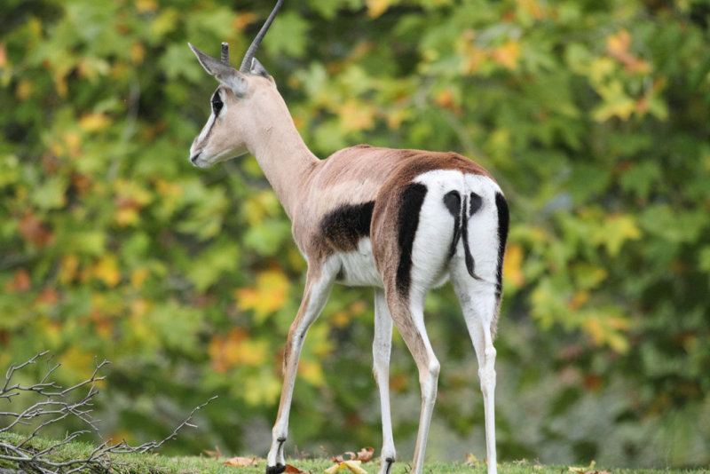 Grants Gazelle.JPG