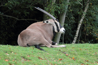 Fringe-eared Oryx.JPG