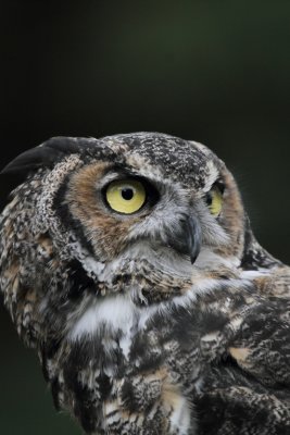 Great Horned Owl.JPG