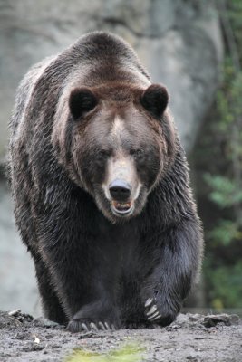 Grizzly Bear.JPG