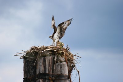 Osprey2.JPG