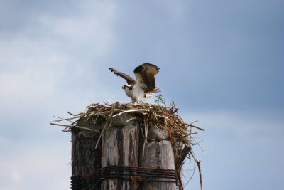 Osprey3.JPG