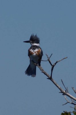 Belted Kingfisher.jpg