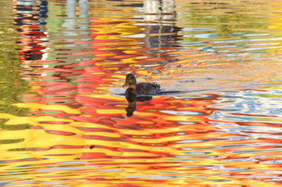 Duck in Hot Air Balloon reflection 1.JPG