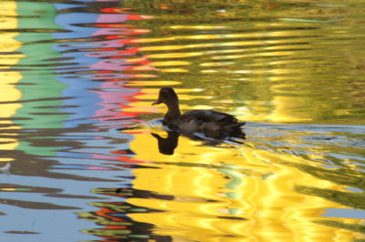 Duck in Hot Air Balloon reflection 2.JPG