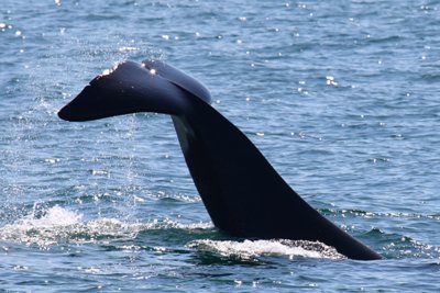 whale tail 2.JPG