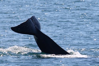 whale tail 3.JPG